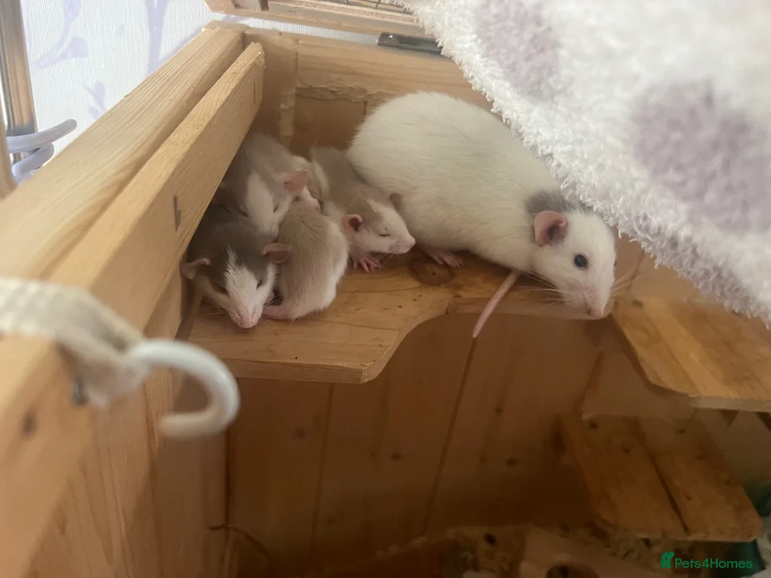 Rat rodents for sale: Baby dumbo rats  in Grantham - Advert 16