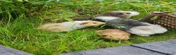 Guinea Pig rodents for sale: Herd of guinea pigs for sale in Chippenham - Advert 14