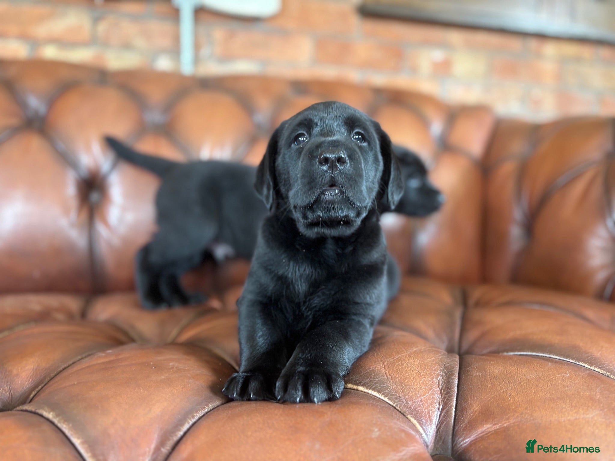 Labrador Retriever dogs One Left 🩵 Ready Now, Lab Pup  - Advert 6