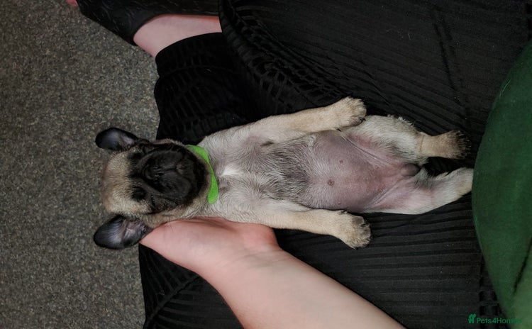 Pug dogs - Advert 1
