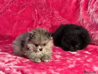 Pomeranian dogs Adorable Pomeranian Puppies Merle, Sable & Black - Advert 1