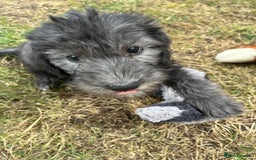 Bedlington Terrier dogs for sale: Bedlington Terrier x Italian Greyhound Puppies - Image 4