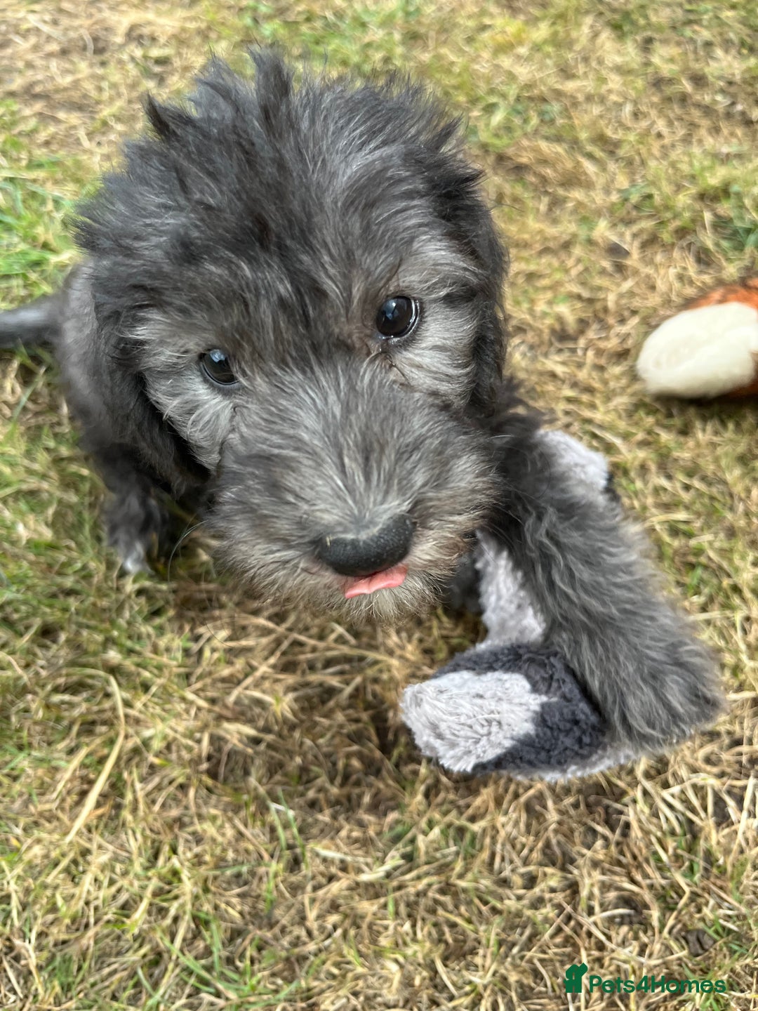 Bedlington Terrier dogs for sale: Bedlington Terrier x Italian Greyhound Puppies - Image 4