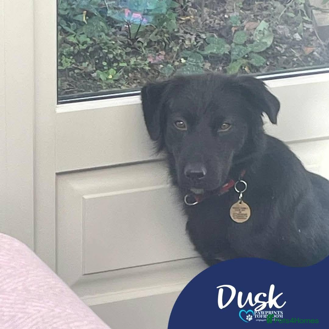 Mixed Breed dogs for adoption: Meet Dusk, currently residing in Hampshire  - Advert 1
