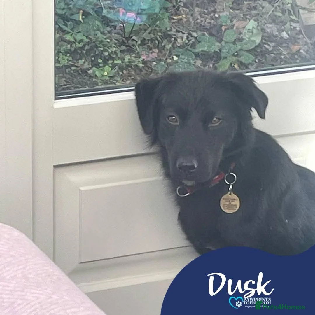 Mixed Breed dogs for adoption: Meet Dusk, currently residing in Hampshire  in Fareham - Advert 1