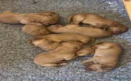 Labrador Retriever dogs for sale: Stunning KC Fox Reds  - Advert 3