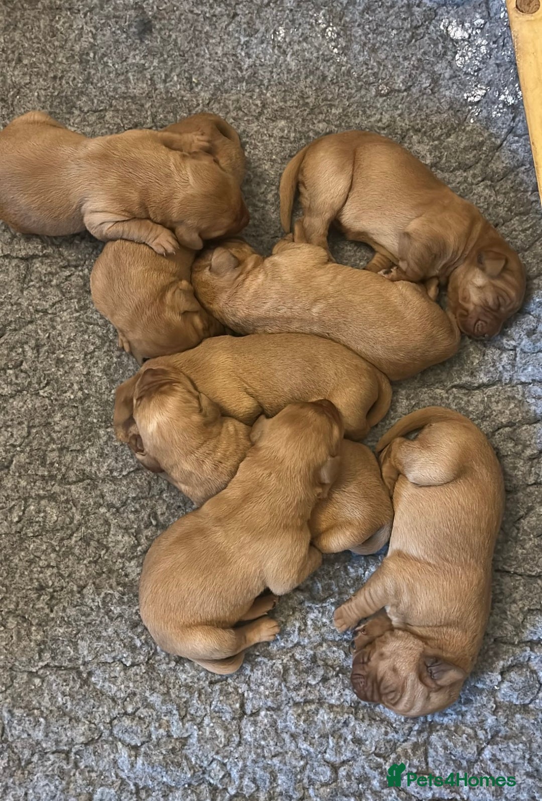 Labrador Retriever dogs for sale: Stunning KC Fox Reds  - Advert 3