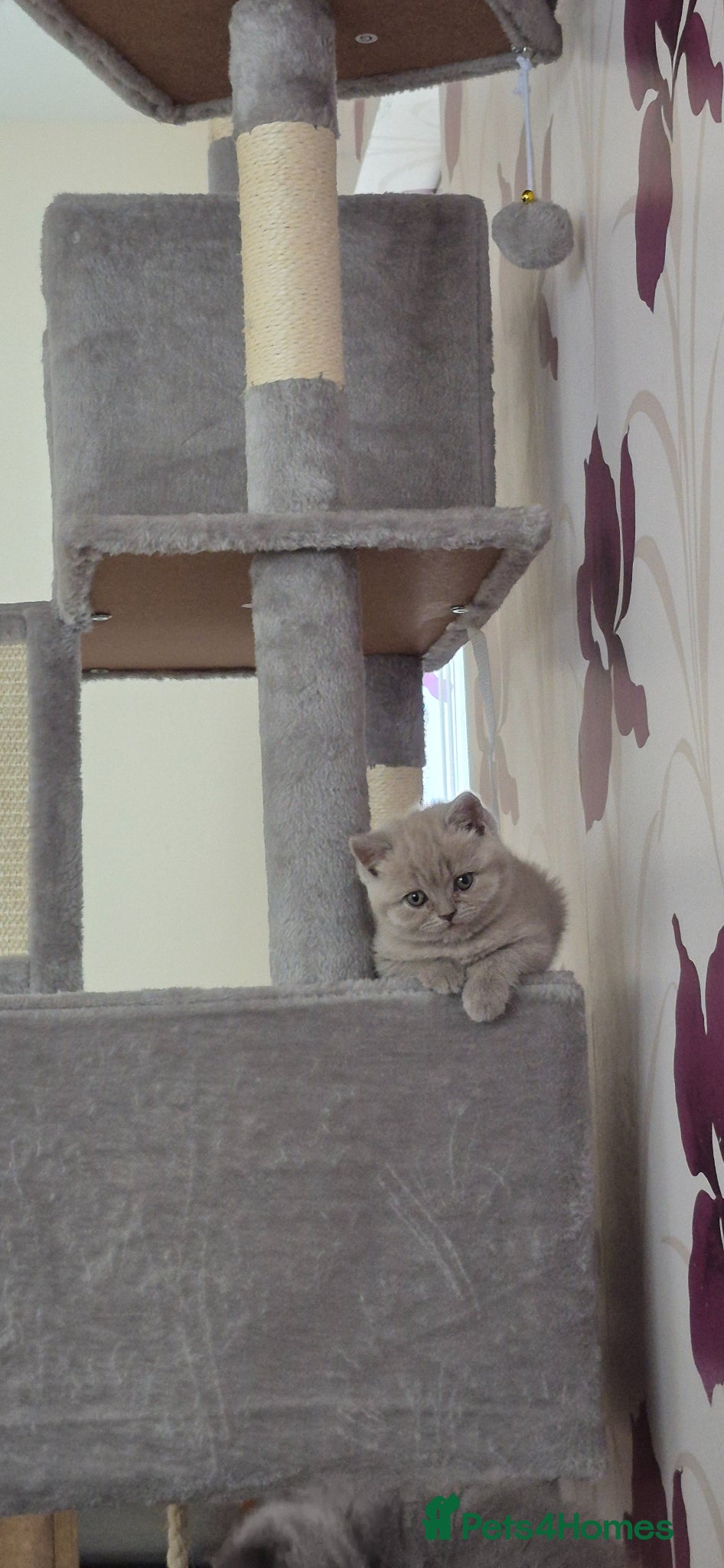 British Shorthair cats for sale: British shorthair kittens for sale  in Gloucester - Advert 10