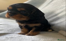 Cavalier King Charles Spaniel dogs for sale: KC Reg CKCS Puppies *health tested parents* - Image 3