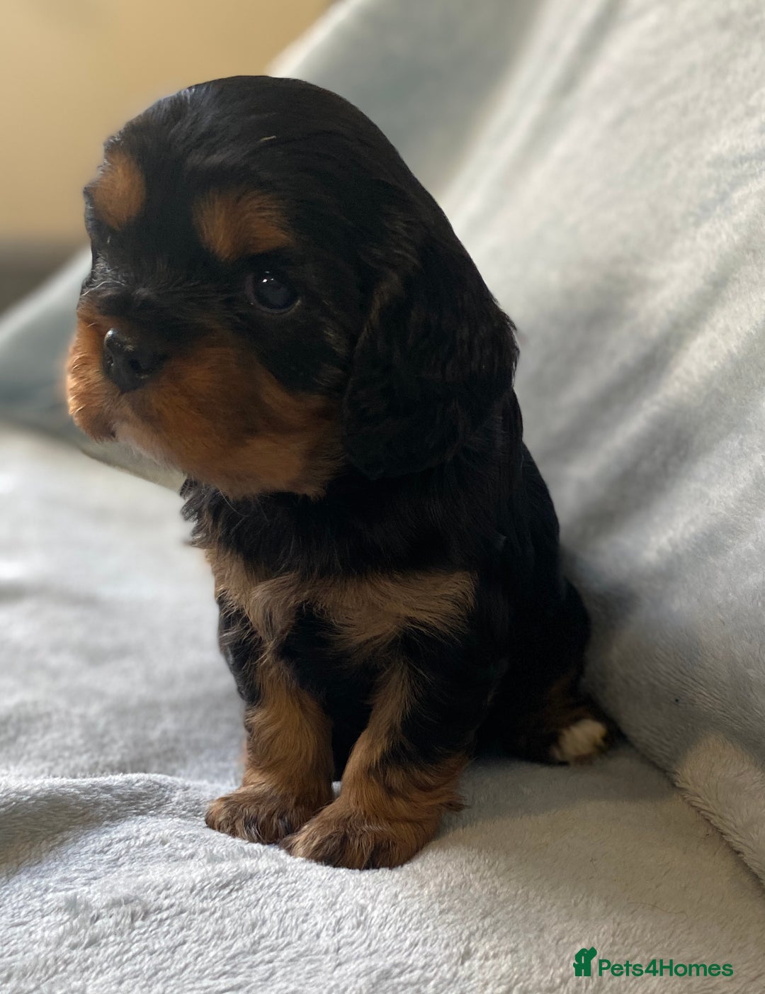 Cavalier King Charles Spaniel dogs for sale: KC Reg CKCS Puppies *health tested parents* - Image 3