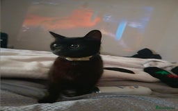 Mixed Breed cats for sale: 4 Beautiful fur babies looking for forever homes  - Image 1