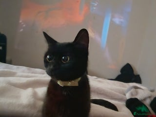 Mixed Breed cats - Advert 4