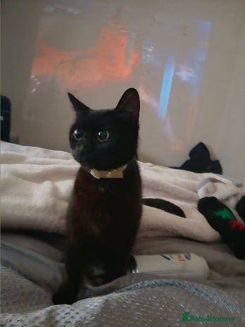 Mixed Breed cats - Advert 1