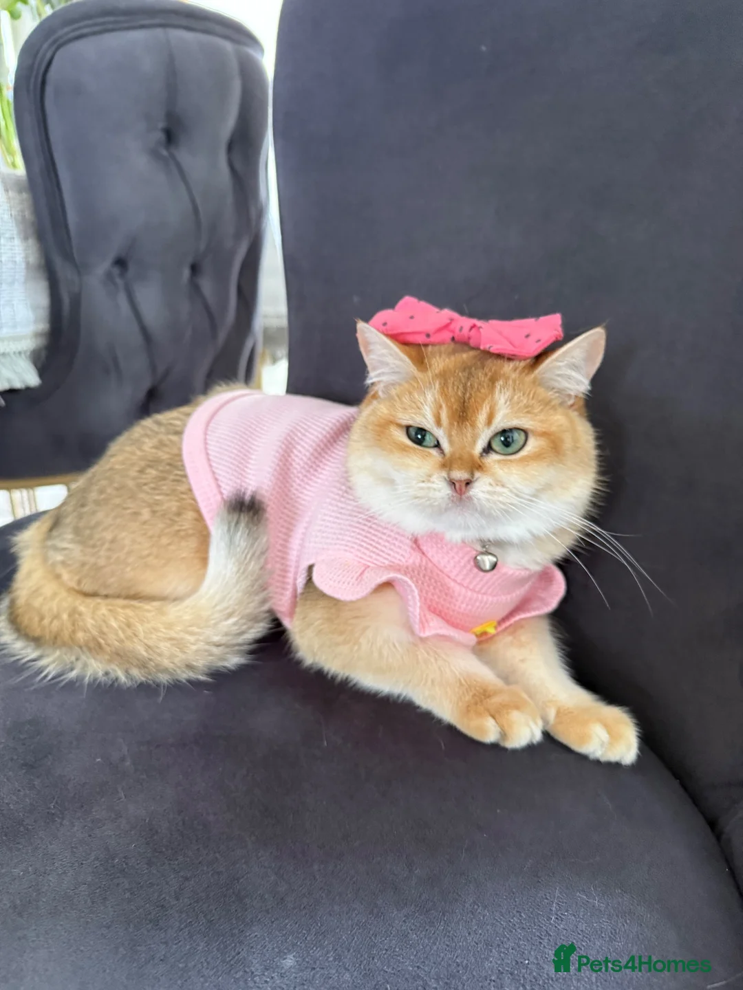 British Shorthair cats for sale: Honey in Pembroke Dock - Advert 1