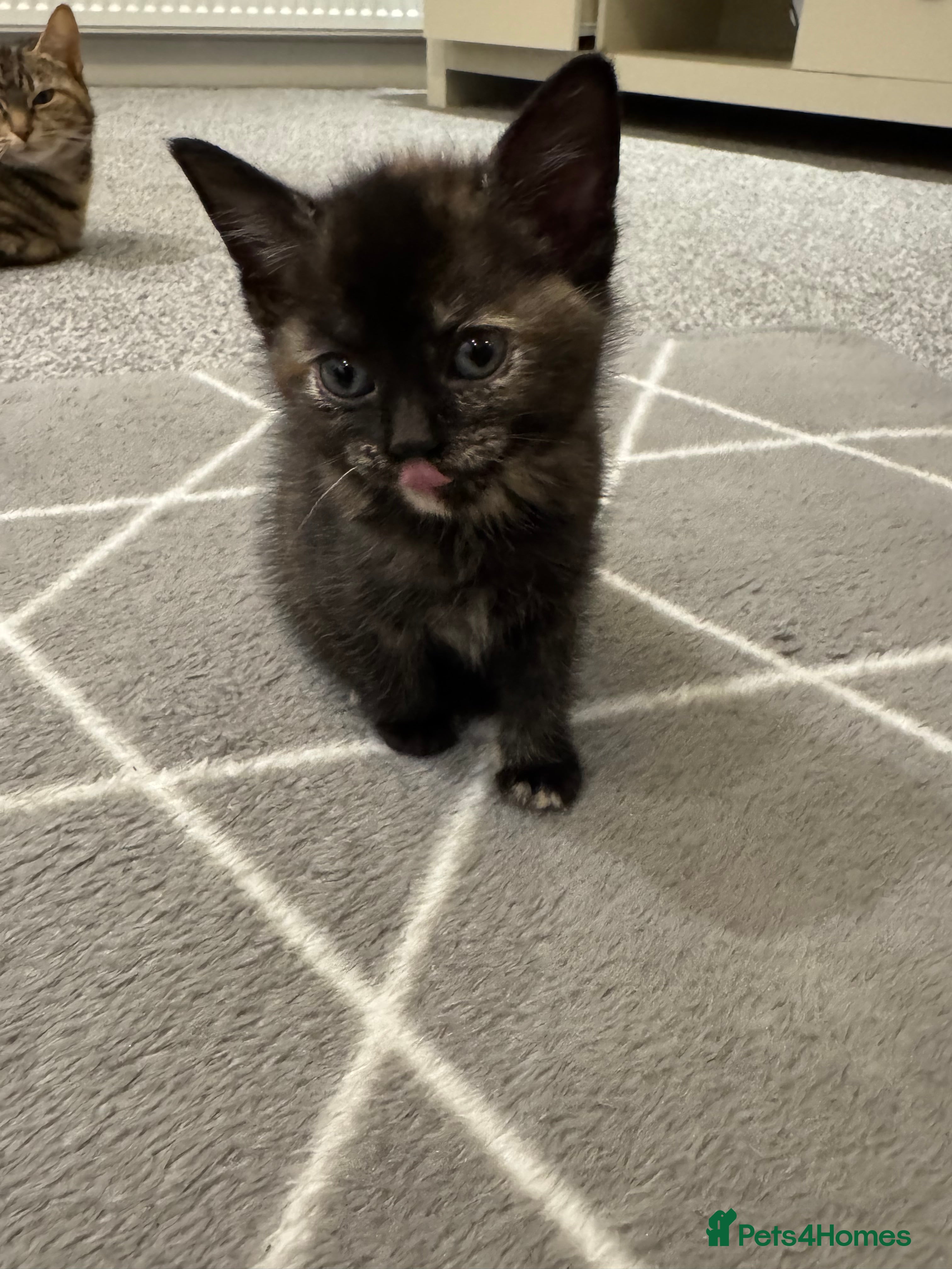 Mixed Breed cats Kittens for sale in Preston - Advert 1