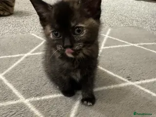 Mixed Breed cats Kittens for sale in Preston - Advert 1