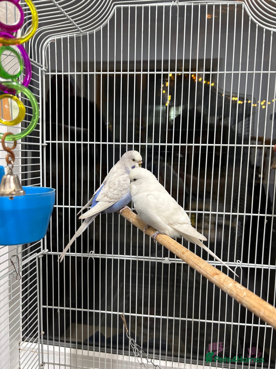Budgerigars birds for sale: 1 cople with cage  - Advert 4
