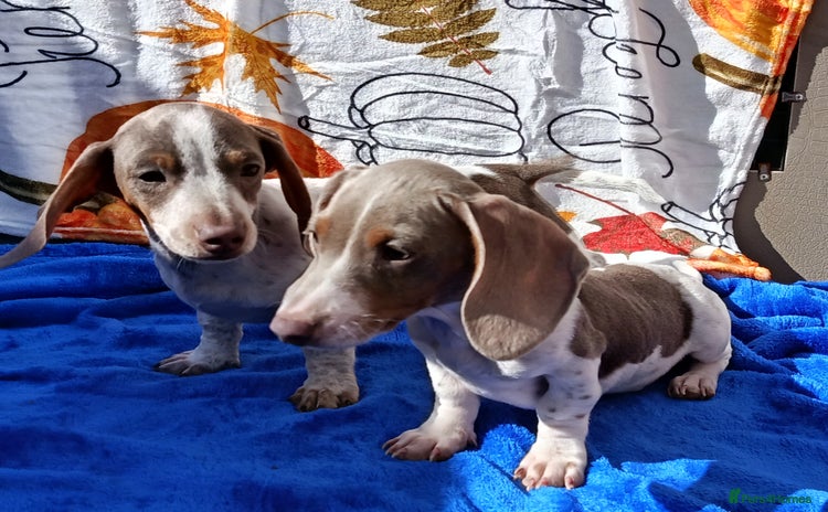 Dachshund dogs - Advert 7