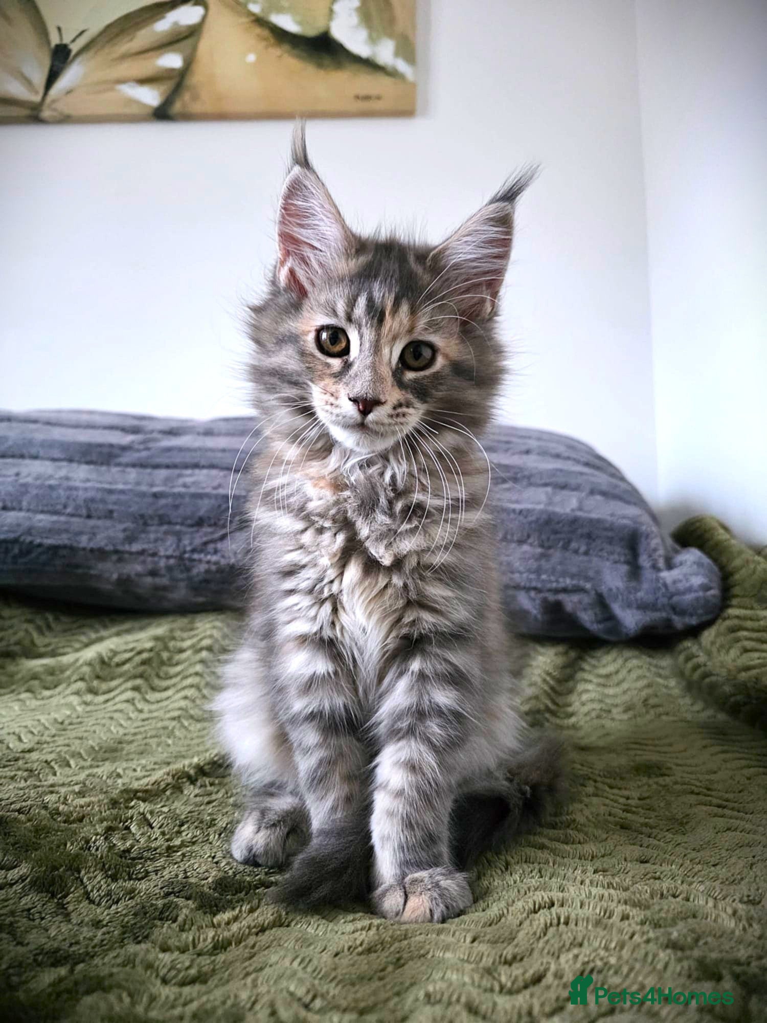 Maine Coon cats READY! BEAUTIFUL MAINE COON KITTENS - Advert 1