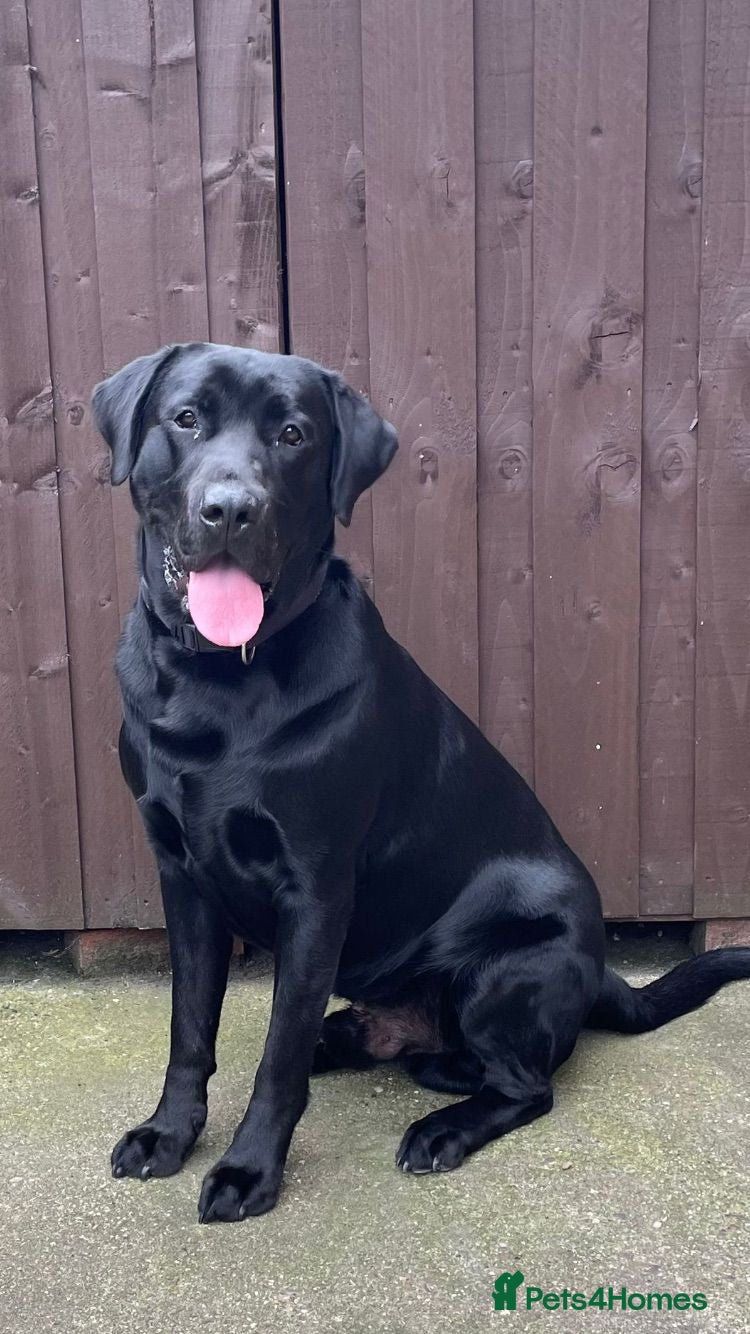 Labrador Retriever dogs Kenzduo Blackout (Tyson) - Advert 17