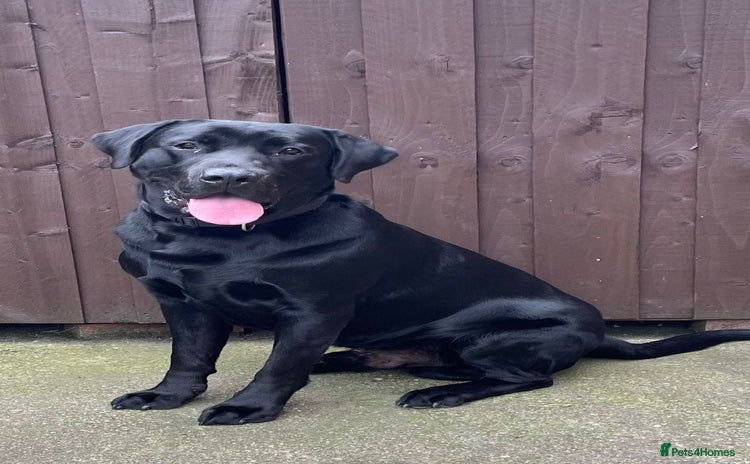 Labrador Retriever dogs Kenzduo Blackout (Tyson) - Advert 1