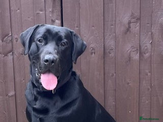 Labrador Retriever dogs Kenzduo Blackout (Tyson) - Advert 7