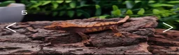 Gecko reptiles for sale: Juvenile Crested Geckos with full Lineage - Advert 17