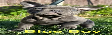 French Bulldog Puppy 1