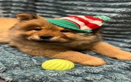 Chow Chow dogs for sale: Chow Puppies looking for new home - Image 30