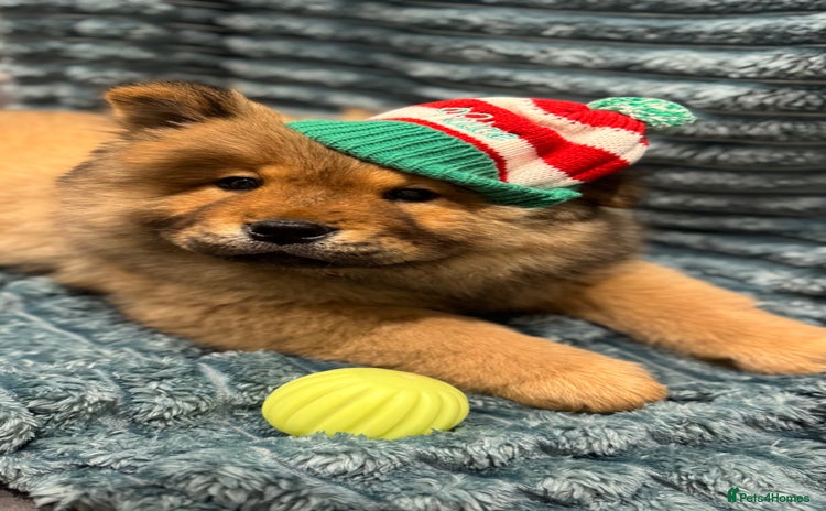 Chow Chow dogs - Advert 3