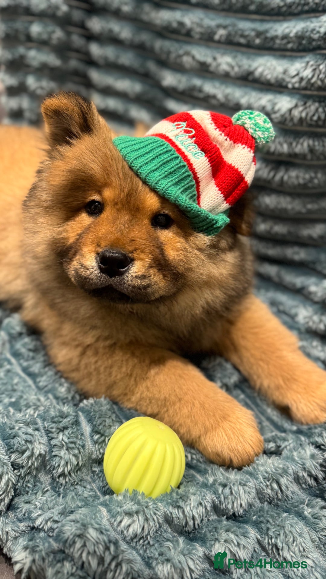 Chow Chow dogs for sale: Chow Puppies looking for new home - Image 30