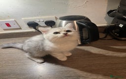 Scottish Fold cats for sale: Scottish Fold Kittens Ready for Loving Homes - Image 7