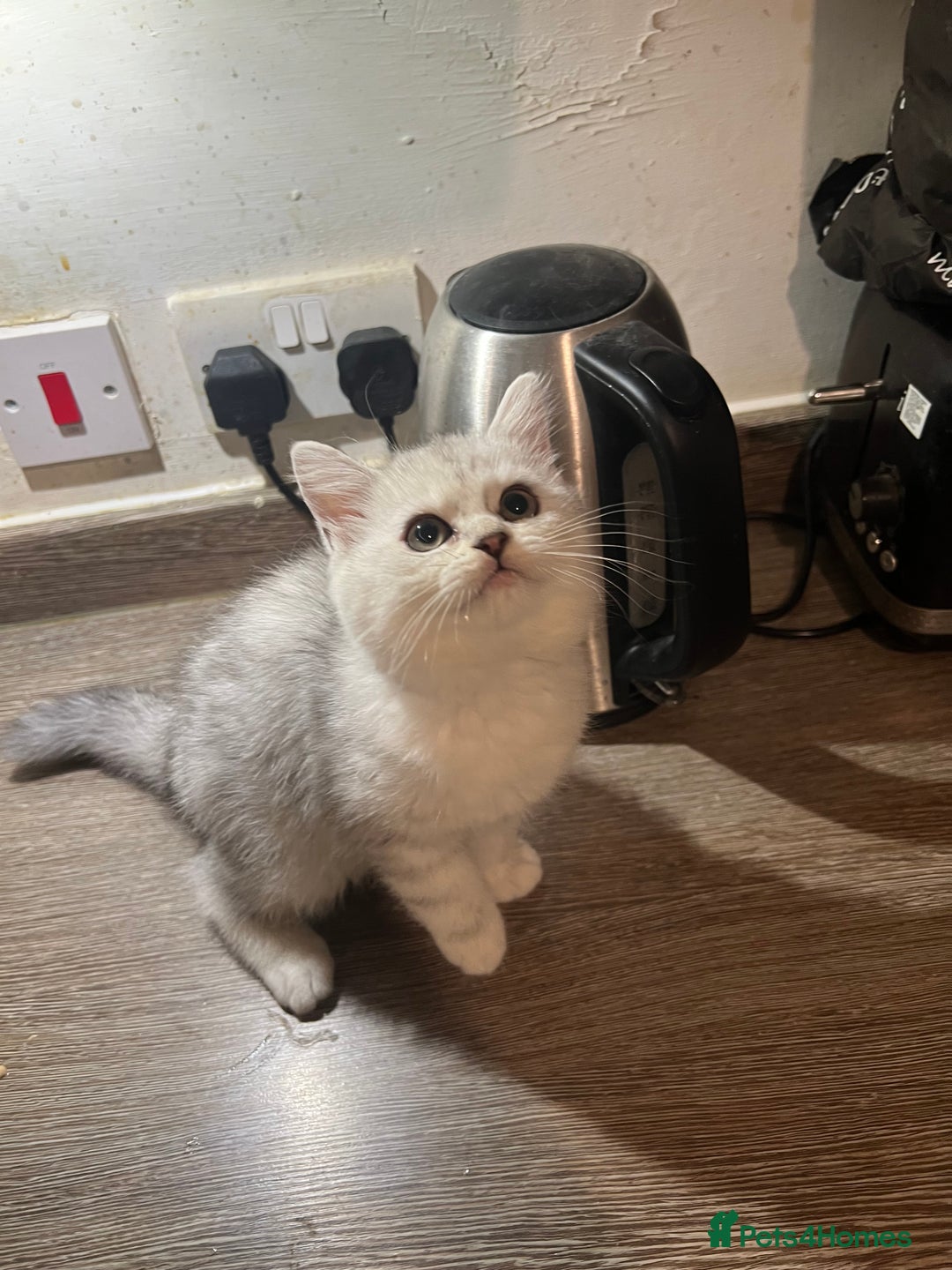 Scottish Fold cats for sale: Scottish Fold Kittens Ready for Loving Homes - Image 7