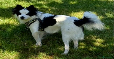 Papillon dogs - Advert 8