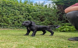 Mixed Breed dogs for sale: Cockerdale bitch  - Image 2