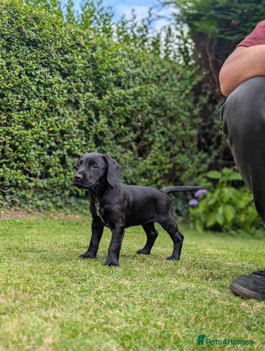 Mixed Breed dogs for sale: Cockerdale bitch  - Image 2