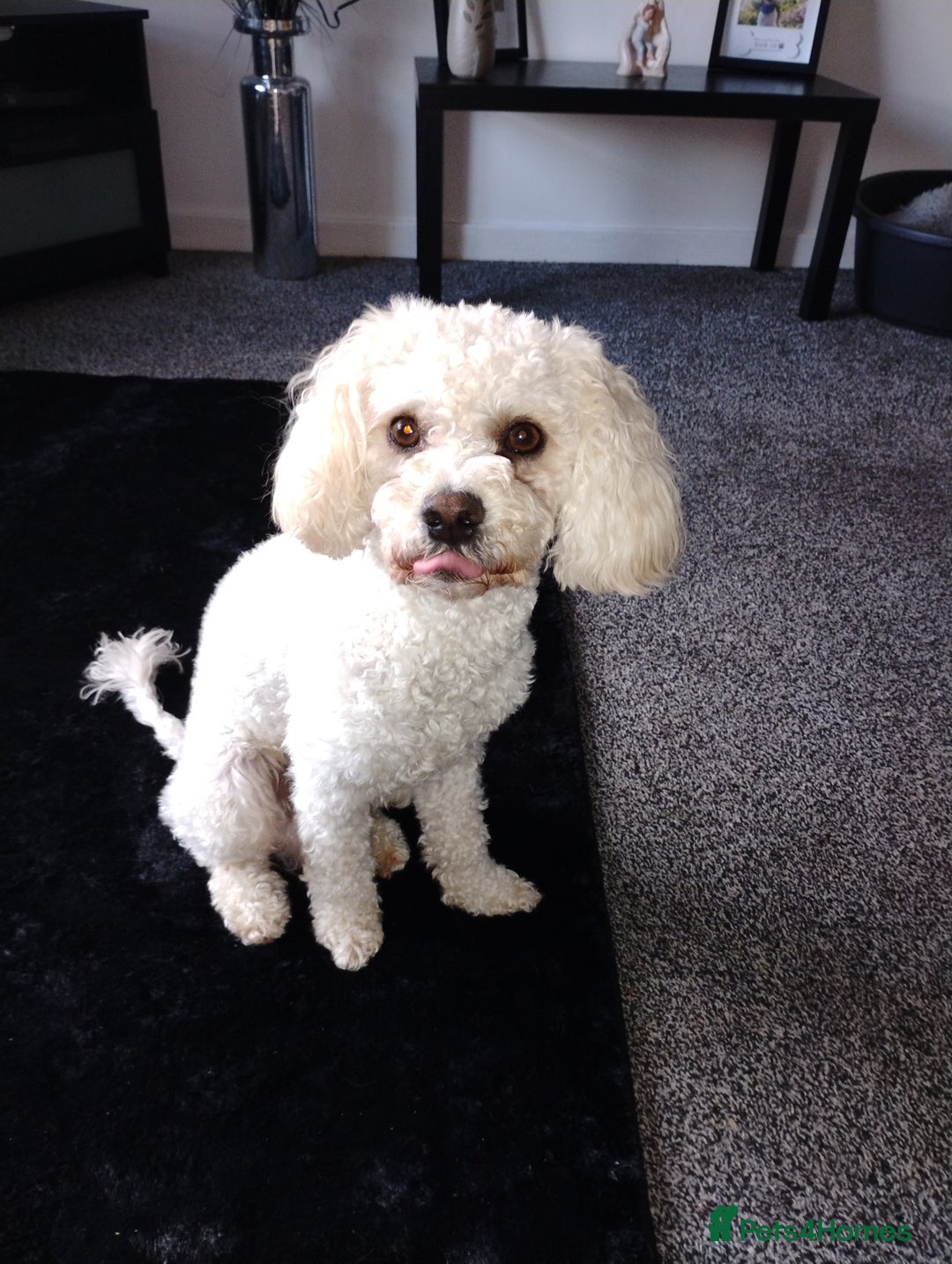 Cavapoochon dogs for stud: Cavapoochon - Image 3