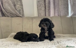 Cockapoo dogs for sale: Beautiful F1 cockapoos ready now  - Image 17