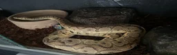 Python Snake reptiles for sale: Ball pythons  - Advert 2