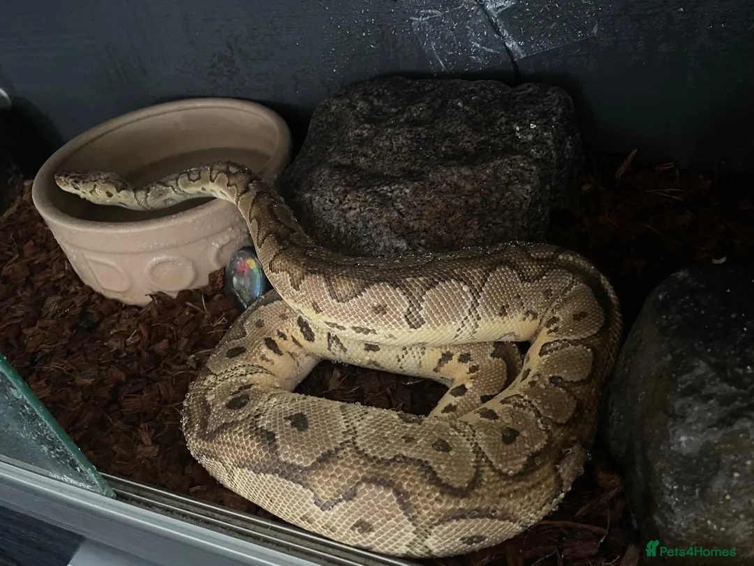 Python Snake reptiles for sale: Ball pythons  - Advert 2