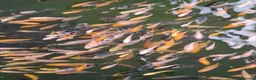 Koi Carp fish for sale: Koi fry 1-3 inch  in Willenhall - Advert 11