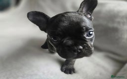 French Bulldog dogs for sale: frenchie pups merle ready now - Image 17