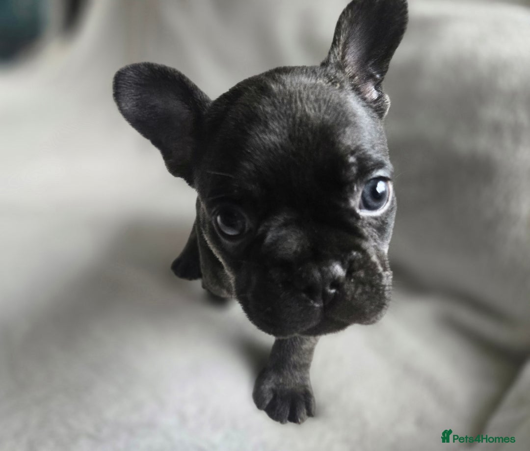 French Bulldog dogs for sale: frenchie pups merle ready now - Image 17