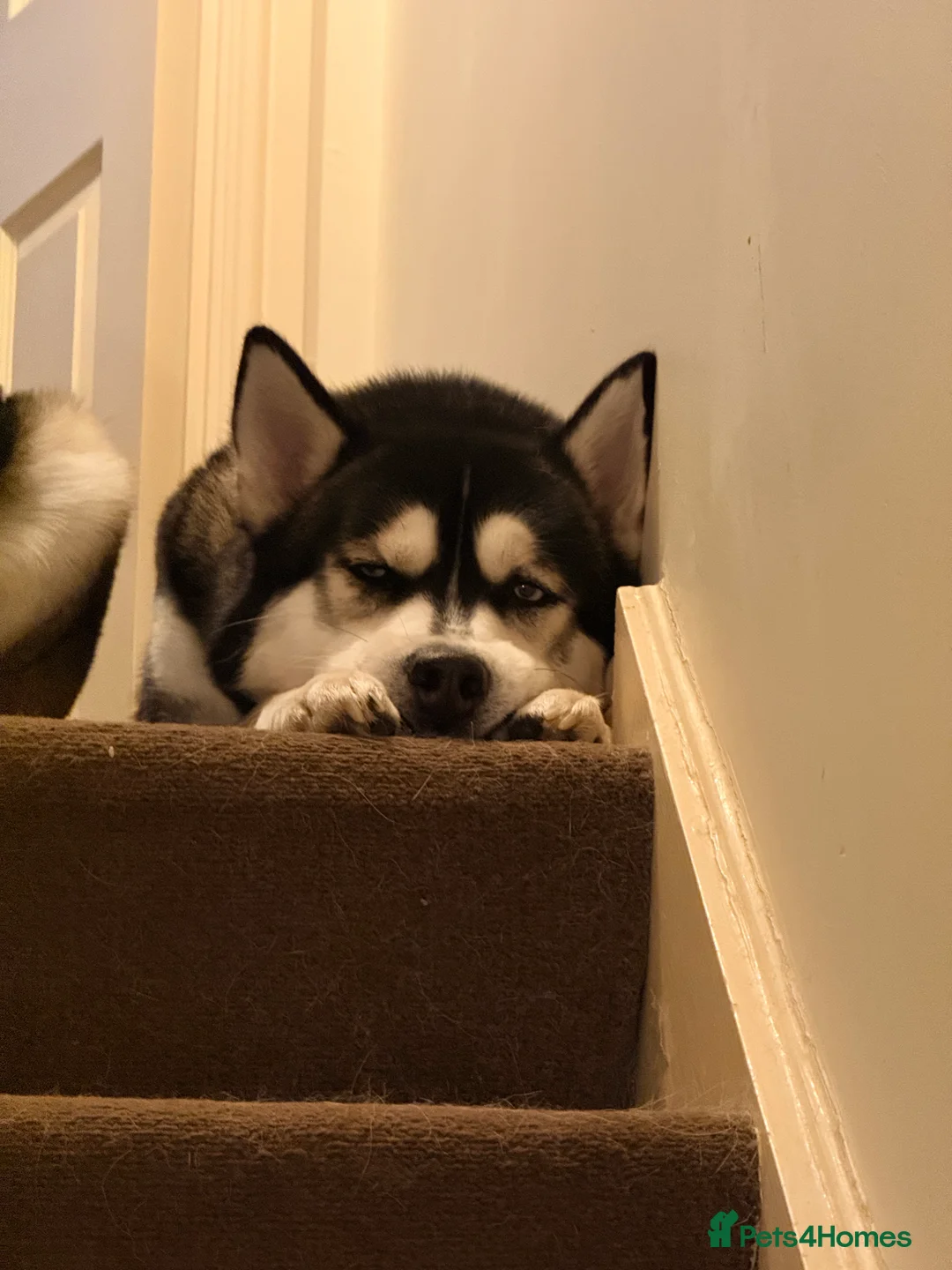 Siberian Husky dogs for sale: Meet Alfie the Husky 🐕💙 - Advert 6