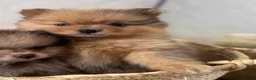 Pomeranian dogs for sale: CHAMPION LINES KC POMERANIAN PUPPIES  - Advert 24