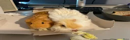 Guinea Pig rodents for sale: 2 Lovely Bonded Female Guinea Pigs+Complete Setup in Nottingham - Advert 2