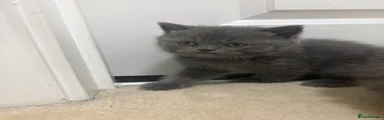 British Shorthair Kitten 2