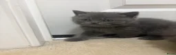 British Shorthair cats for sale: British blues - Advert 9