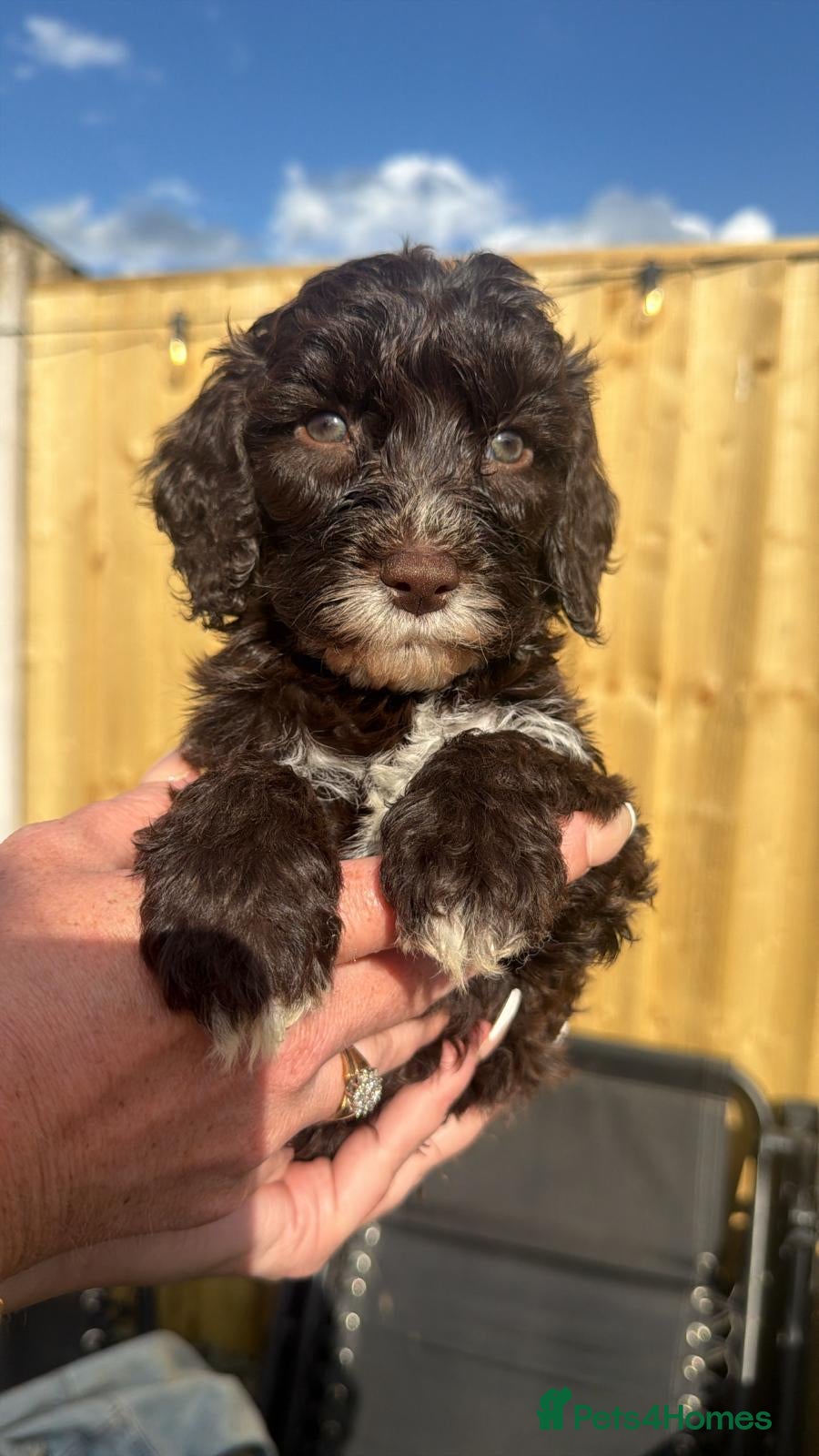 Cavapoo Puppy 3