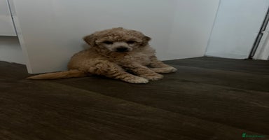 Toy Poodle dogs - Advert 12
